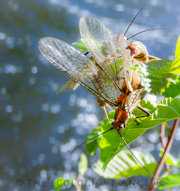 Salmonflies are commonly called Giant Stoneflies