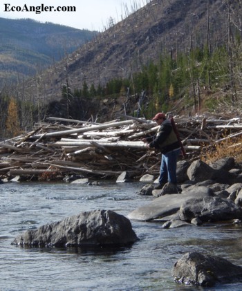 Both westslope and bull trout inhabit this rive
r.
