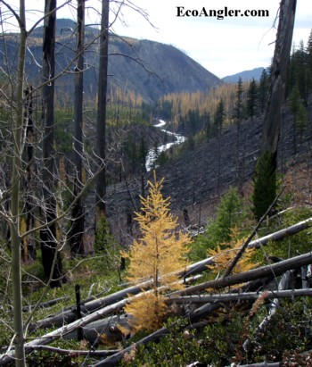 Evidence of the Canyon Creek fire is evident throughout the watershed.