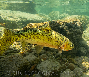 Fly Fishing for wild Westslope cutthroat in the Bob Marshall Wilderness in Montana is world class.