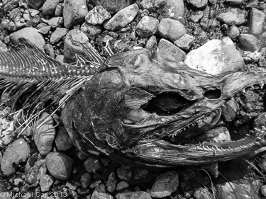 Sockeye salmon decomposing on a creek after being eaten by an Alaskan brown bear 
