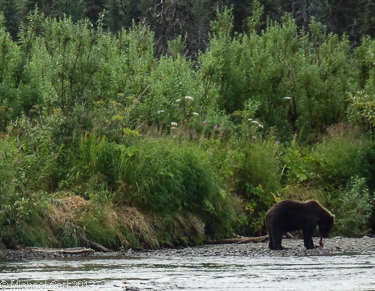 A young grizzly tears off a piece of salmon on in Southwest Alaska