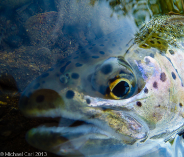 Alaska's Bristol Bay region is home to healthy populations of large rainbow trout