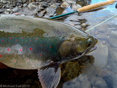 Alaska's Bristol Bay region is home to dolly varden that grow big on salmon eggs