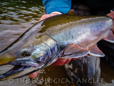 Fly fishing Alaska for Dolly Varden in Bristol Bay Region