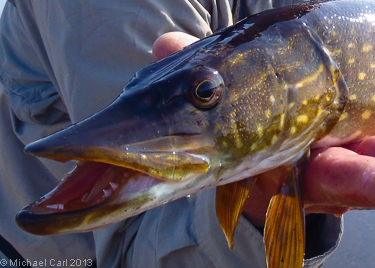 Northern pike taken on the fly in the Muklung River in  Alaska