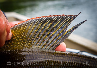 Arctic Grayling caught on fly in the famous Agulowak River in Alaska's Bristol Bay region