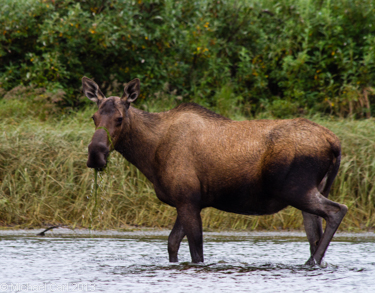 Alaska's Bristol Bay region is home to large populations of moose and brown bear and is not uncommon to spot right on the river bank