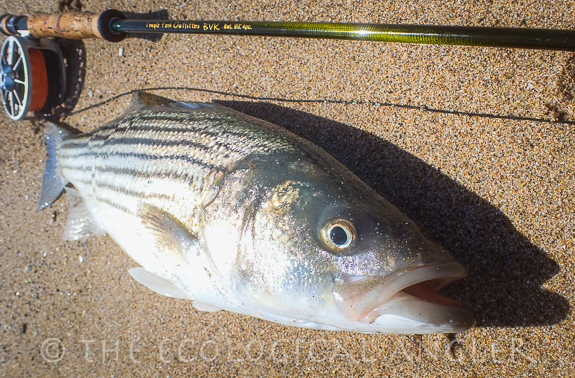 The Coast California has striped bass that can be caught surf fishing with a fly rod.