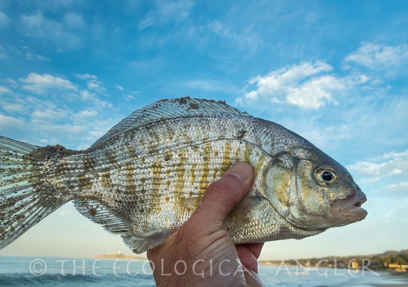 Barred Surfperch can be fished all along the California Surf with a fly rod.
