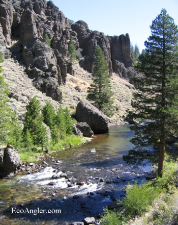 The Carson River flowing through the Carson Iceberg Wilderness