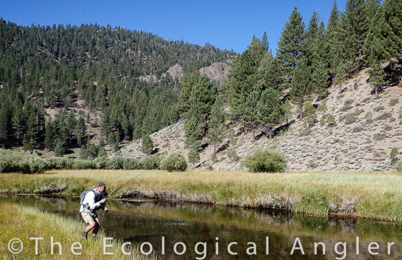 Fly fishing to wild trout in the Carson Iceberg Wilderness.