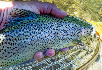 A wild rainbow trout caught in the Clark Fork Stanislaus.