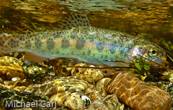 Wild rainbow trout populate  Bell Creek in California