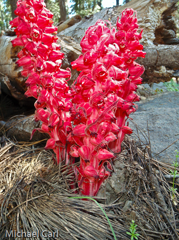Snow plant surface throughout the meadow surrounding Bell Creek California