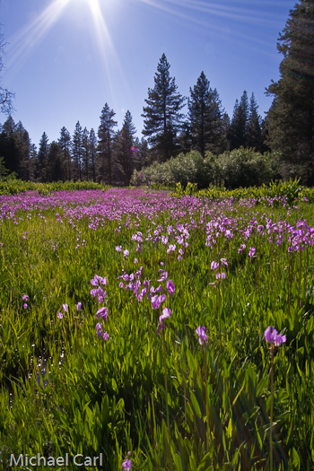 Bell Creek flows through a meadow filled with shooting star wildflowers