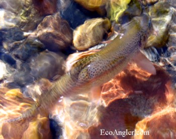 A wild rainbow trout caught and released in the Clavey River