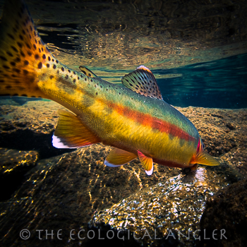 Cottonwood Lakes in the Sierra Nevada holds  California Golden Trout