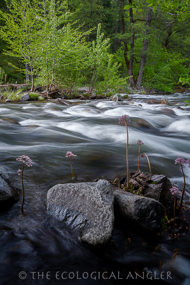 Deer Creek in California provides critical stream habitat to Spring Chinook salmon.