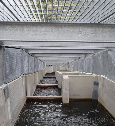 Deer Creek in California flows through the Ishi Wilderness