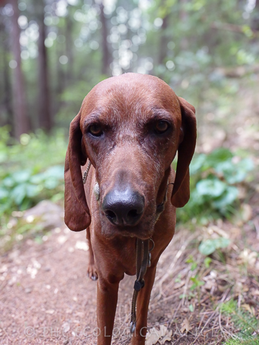 Fly Fishing Deer Creek in Lassen National Forest provides habitat to Spring run Chinook Salmon