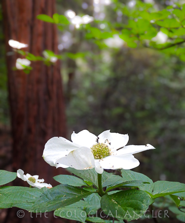 Deer Creek flows throught Lassen National Forest in California