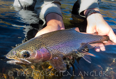 A subspecies of rainbow trout called a redside from the Deschutes River Oregon.