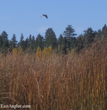 A large bird flies over the reeds along Eagle Lake