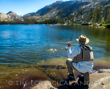 Emigrant Wilderness is home to California Golden Trout