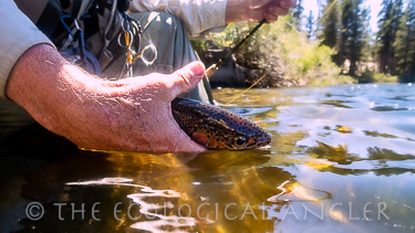 Trout Fishing in the Sierra Nevada