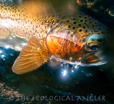 Rainbow Trout caught in the Emigrant Wilderness in California