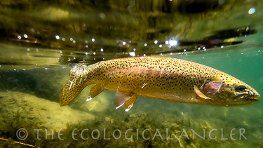 Fly Fishing Emigrant Wilderness for Rainbow Trout in California