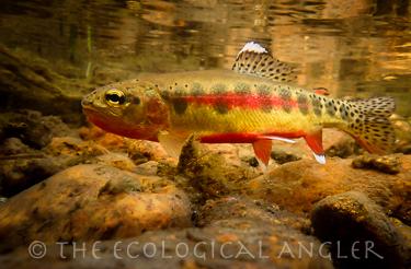 California Golden Trout photographed underwater