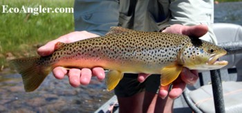 A brown trout caught on the Green River in Utah