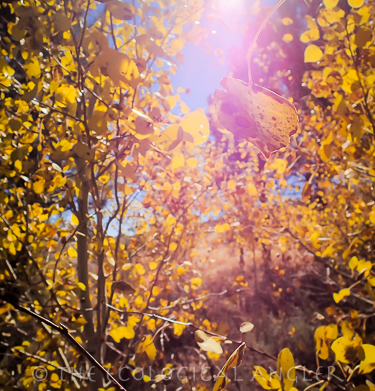 Aspen trees showing fallcolor at Heenan Lake in Alpine County California.