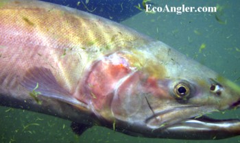 Lahontan cutthroat trout photographed underwater