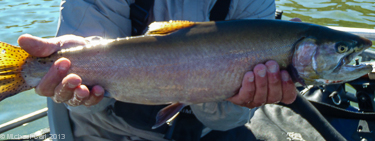 Lahontan cutthroat trout broodstock at Heenan