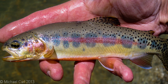 Several high elevation lakes on east side of the Sierras can hold California golden trout.