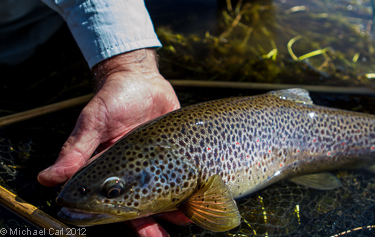 Brown trout caught and released