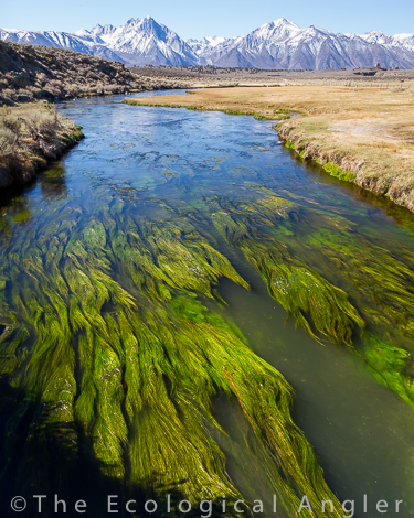 Hot Creek California is lush with aquatic plants
