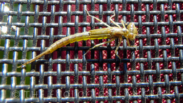 Damsel flies are the major hatch to fish on Indian Creek Reservoir