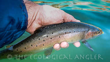 Lahontan cutthroat are stocked into Indian Creek Reservoir