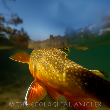 Pioneer Lakes Basin in the Sierra Nevada contain Brook Trout