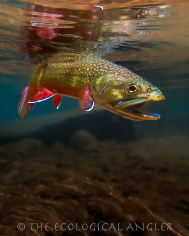 Fly Fishing Pioneer Lakes for Brook Trout in California