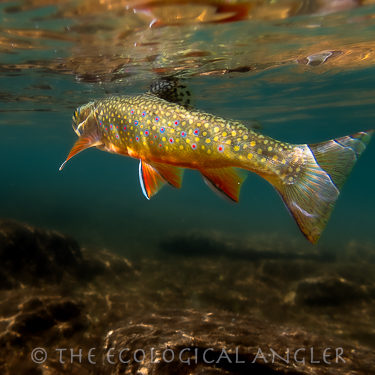 Brook Trout underwater in Pioneer Lake Basin of the John Muir Wilderness