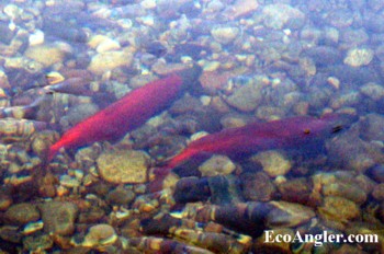Kokanee Salmon spawning in a feeder creek to Kelly Creek