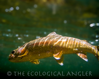 Fly Fishing the Forks of the Kern River Rainbow photographed underwater.
