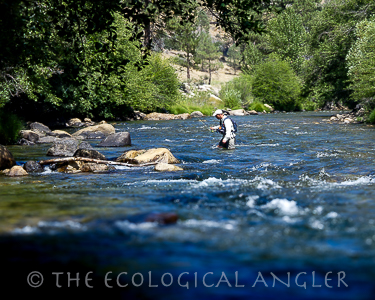 Fly Fishing the Forks of the Kern River Rainbow photographed underwater.