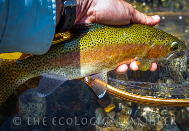 Fly Fishing the Forks of the Kern for Kern River Rainbow trout.