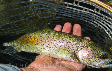 Fly fishing from the Kern River trail gives access to native rainbow trout